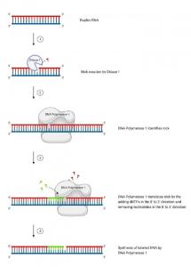 Readilink biotin nick translation dsdna labeling kit