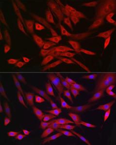 Immunofluorescence analysis of NIH/3T3 cells using Anti-MRPL28 Antibody [ARC2507] (A307620) at a dilution of 1:100 (40X lens). DAPI was used to stain the cell nuclei (blue)