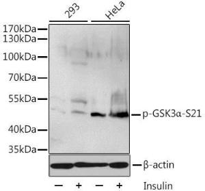 Anti-GSK3 alpha Rabbit Polyclonal Antibody