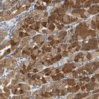 Anti-GLCCI1 Rabbit Polyclonal Antibody