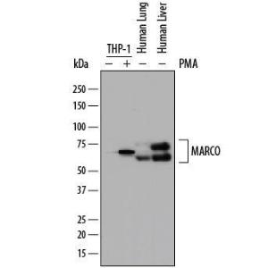 Anti-MARCO Sheep Polyclonal Antibody