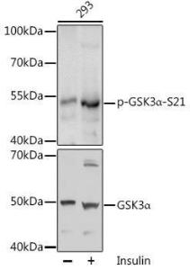 Anti-GSK3 alpha Rabbit Polyclonal Antibody