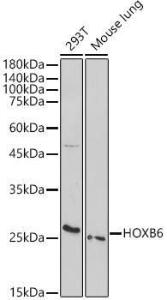 Antibody A308687-100 100 µl