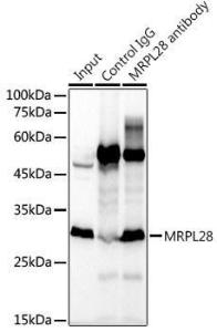 Immunoprecipitation analysis of 300 µg extracts of K-562 cells using 3 µg of Anti-MRPL28 Antibody [ARC2507] (A307620). This Western blot was performed on the immunoprecipitate using Anti-MRPL28 Antibody [ARC2507] (A307620) at a dilution of 1:1000