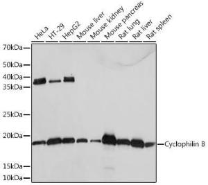 Western blot analysis of extracts of various cell lines, using Anti-Cyclophilin B Antibody [ARC0290] (A305897) at 1:1,000 dilution