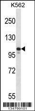 Anti-JAK3 Rabbit Polyclonal Antibody (APC (Allophycocyanin))