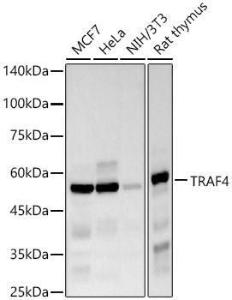 Anti-TRAF4 Rabbit Monoclonal Antibody [clone: ARC57454]