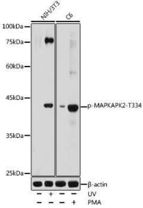 Western blot analysis of extracts of various cell lines, using Anti-MK2 (phospho Thr334) Antibody (A11066) at 1:1,000 dilution