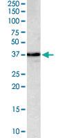 Anti-MPG Goat Polyclonal Antibody