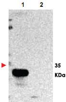 Anti-TMBIM1 Rabbit Polyclonal Antibody