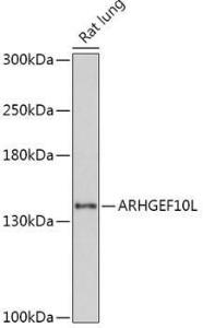 Western blot analysis of extracts of Rat lung, using Anti-ARHGEF10L Antibody (A308692) at 1:1,000 dilution