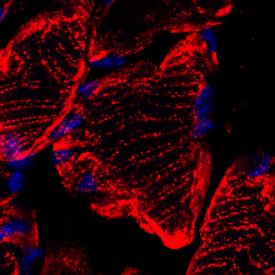 Anti-MFN2 Sheep Polyclonal Antibody