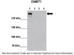 Anti-DMBT1 Rabbit Polyclonal Antibody