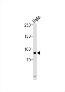 Anti-UHRF1 Rabbit Polyclonal Antibody (FITC (Fluorescein))