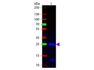 PAB F(AB)2 A-HU IGG F(AB)2 GT FITC 1 mg