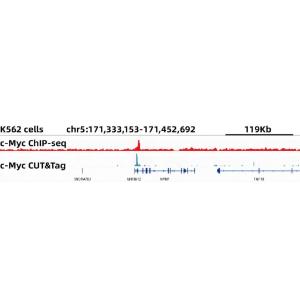 CUT&Tag was performed using the CUT&Tag Assay Kit (pAG-Tn5) for Illu mina from 10<sup>5</sup> K562 cells with 2 µg of Anti-c-Myc Antibody [ARC0412] (A307622), and Goat Anti-Rabbit IgG H&L Antibody.