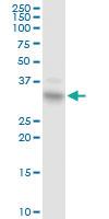 Anti-EPCAM Rabbit Polyclonal Antibody