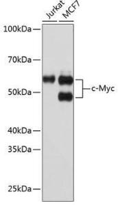 Western blot analysis of extracts of various cell lines, using Anti-c-Myc Antibody [ARC0412] (A307622) at 1:1000 dilution. The secondary Antibody was Goat Anti-Rabbit IgG H&L Antibody (HRP) at 1:10000 dilution. Lysates/proteins were present at 25 µg per lane