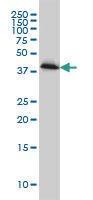 Anti-PLEK Mouse Monoclonal Antibody [clone: 6E3]