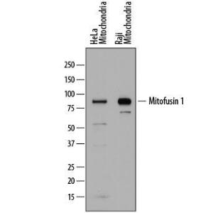 Anti-MFN1 Sheep Polyclonal Antibody