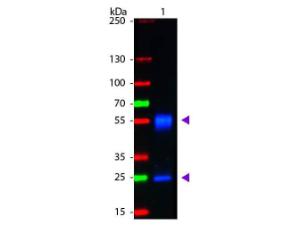 PAB F(AB)2 anti-MS IGG H and L GT FITC 1 mg