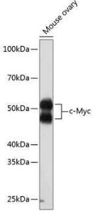 Western blot analysis of extracts of Mouse ovary, using Anti-c-Myc Antibody [ARC0412] (A307622) at 1:1000 dilution. The secondary Antibody was Goat Anti-Rabbit IgG H&L Antibody (HRP) at 1:10000 dilution. Lysates/proteins were present at 25 µg per lane