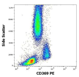 Anti-CLEC7A antibody