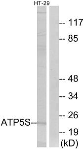 Western blot analysis of lysates from HT-29 cells using Anti-ATP5S Antibody. The right hand lane represents a negative control, where the antibody is blocked by the immunising peptide