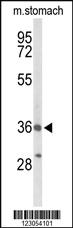 Anti-BRS3 Rabbit Polyclonal Antibody