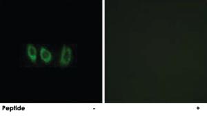 Anti-CSTL1 Rabbit Polyclonal Antibody