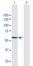 Anti-IRAK4 Mouse Polyclonal Antibody