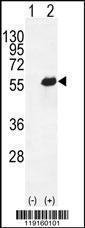 Anti-OPN-a/b Rabbit Polyclonal Antibody (PE (Phycoerythrin))