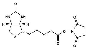 Biotin succinimidyl 3002 100 mg