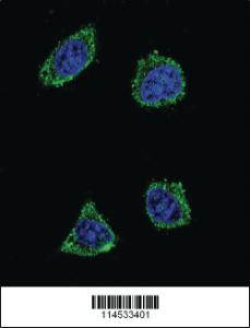 Anti-GHRH Rabbit Polyclonal Antibody