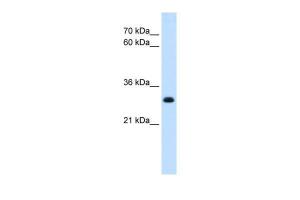 Anti-TAL1 Rabbit Polyclonal Antibody