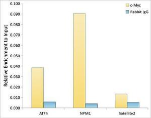 Chromatin immunoprecipitation (ChIP) analysis of extracts of K-562 cells, using Anti-c-Myc Antibody [ARC0412] (A307622) and Rabbit IgG. The amount of immunoprecipitated DNA was checked by quantitative PCR. Histogram was constructed by the ratios of the immunoprecipitated DNA to the input