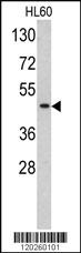 Anti-TBP Rabbit Polyclonal Antibody