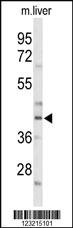 Anti-CEBPA Rabbit Polyclonal Antibody