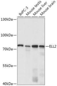 Anti-ELL2 antibody