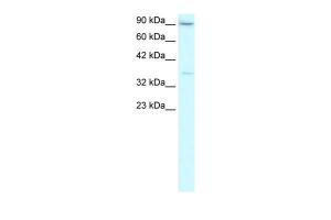 Anti-TBP Rabbit Polyclonal Antibody