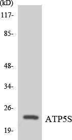 Western blot analysis of the lysates from K562 cells using Anti-ATP5S Antibody