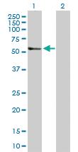 Anti-TGFB2 Rabbit Polyclonal Antibody