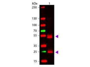 F(AB)2 rat IGG (H and L) antibody