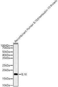 Anti-IL-10 Rabbit Polyclonal Antibody