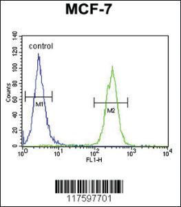 Anti-MAP1LC3B Rabbit Polyclonal Antibody