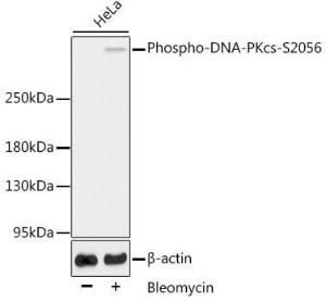 Western blot analysis of extracts of HeLa cells, using Anti-DNA PKcs (phospho Ser2056) Antibody (A11093). The secondary antibody was Goat Anti-Rabbit IgG H&L Antibody (HRP) at 1:10,000 dilution. Lysates/proteins were present at 25µg per lane. The blocking buffer used was 3% BSA.