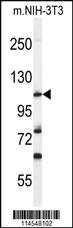 Anti-HIF1A Rabbit Polyclonal Antibody