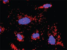 Anti-BCL2L1 + BAX Antibody Pair