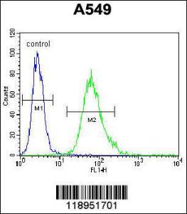 Anti-SCEL Rabbit Polyclonal Antibody