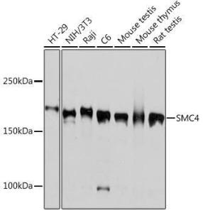 Western blot analysis of extracts of various cell lines, using Anti-SMC4 Antibody [ARC2042] (A305900) at 1:1,000 dilution The secondary antibody was Goat Anti-Rabbit IgG H&L Antibody (HRP) at 1:10,000 dilution Lysates/proteins were present at 25 µg per lane